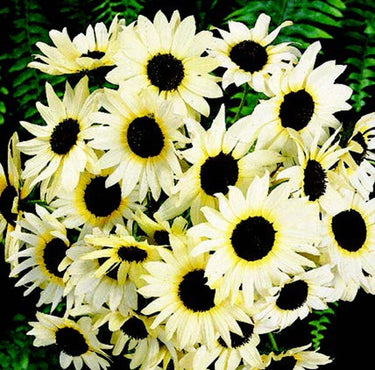 Italian White Sunflower Seeds